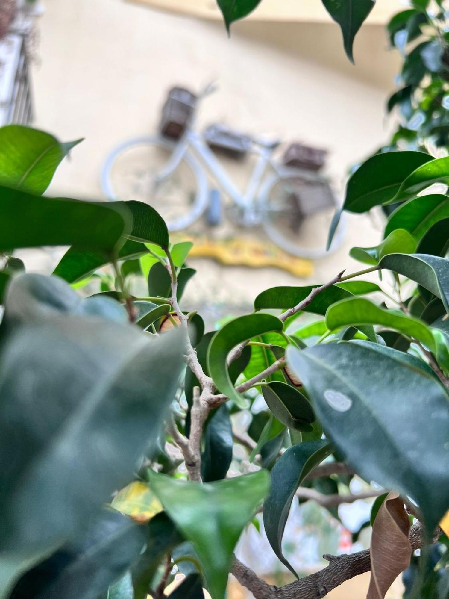 Bahalara Alloggio Palermo Exteriér fotografie